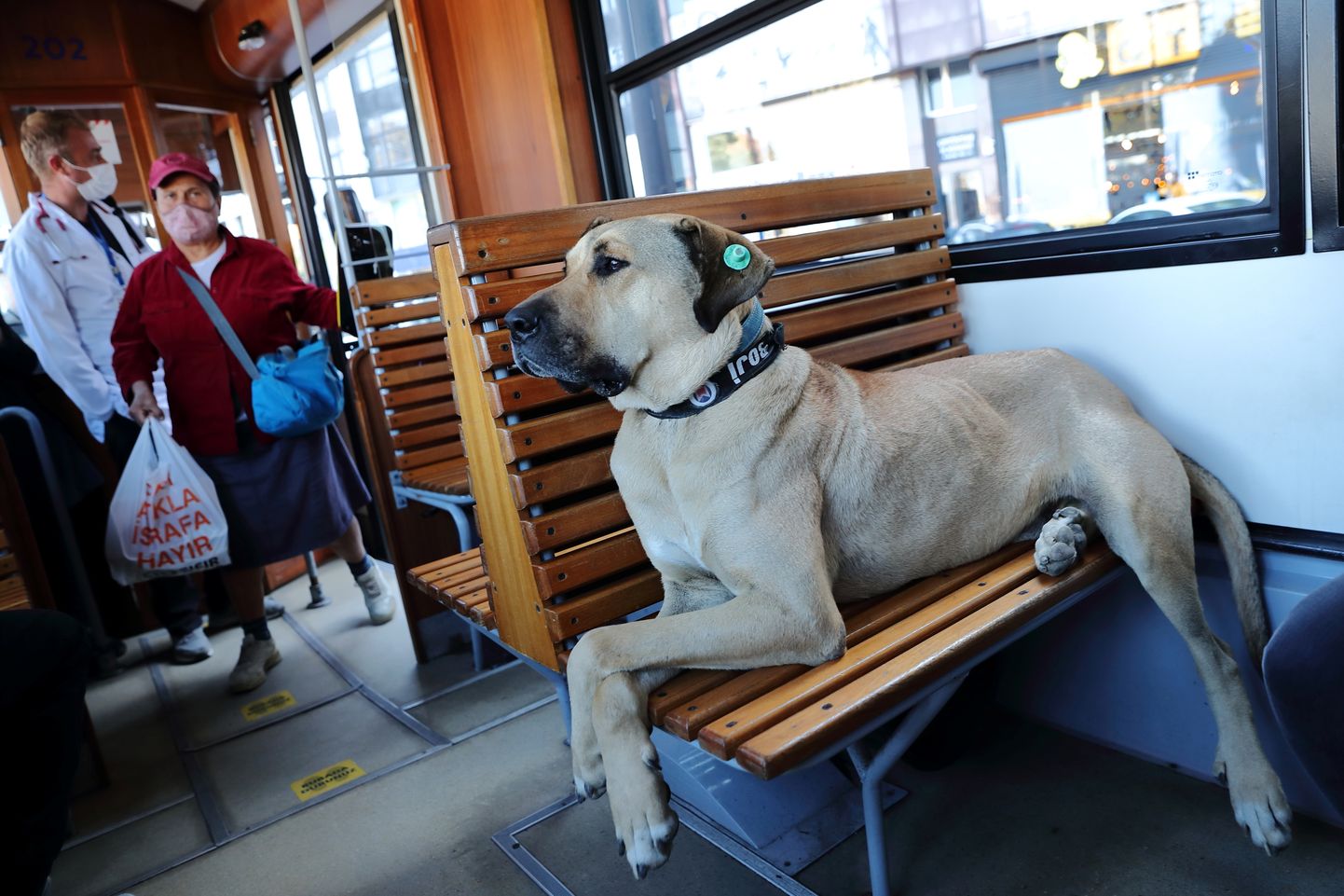 Istanbuli staarkoer Boji  naudib reisi linna ajaloolises trammis.