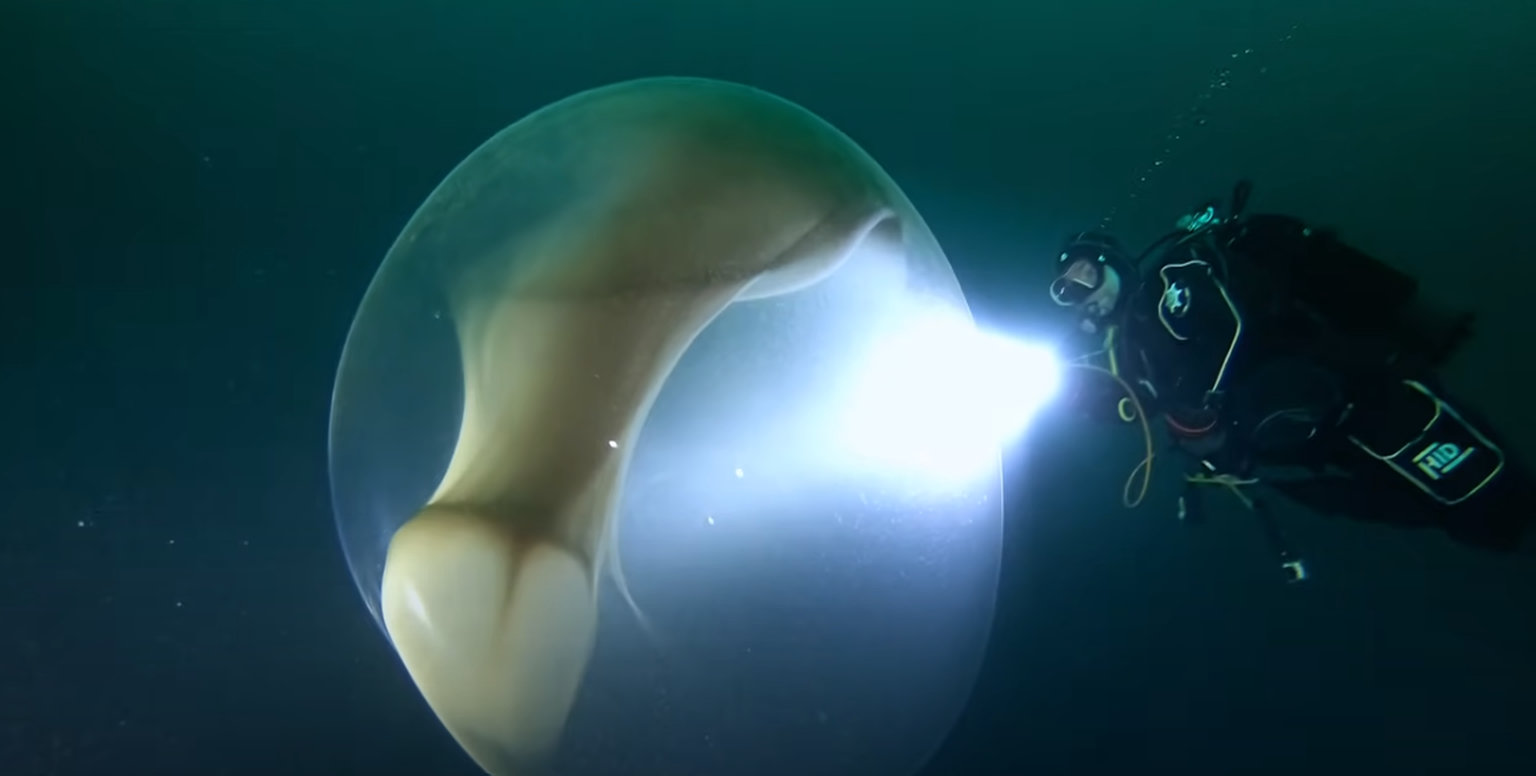 Sukeldujad Norra vetes koos kalmaari suure munakogumikuga
