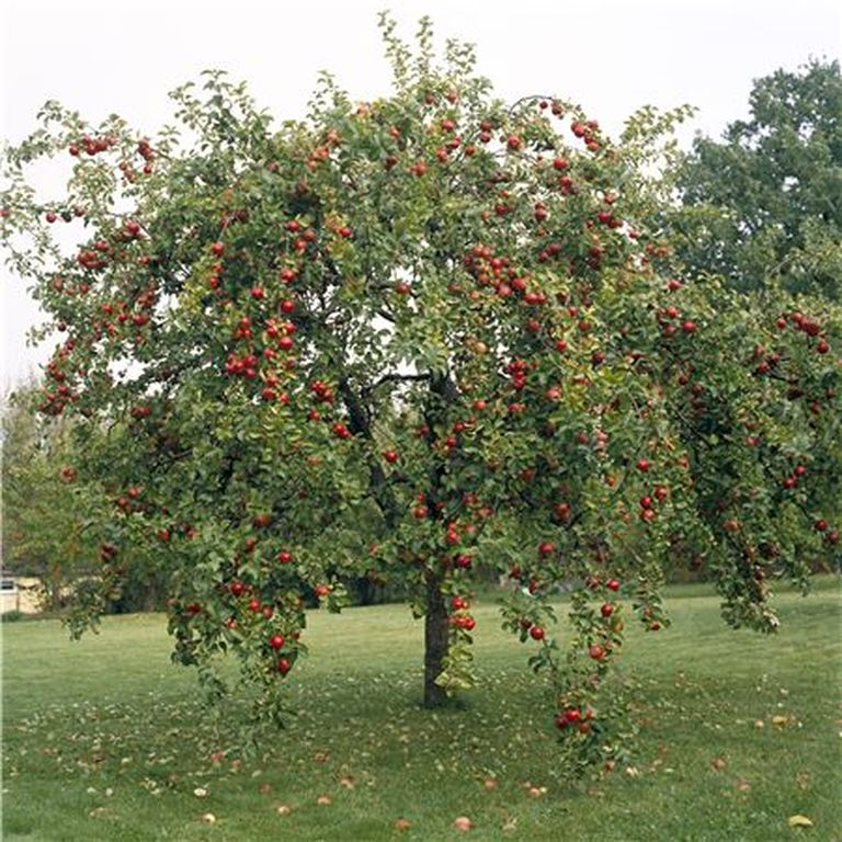 Bagātīga ābele, pilna ar skaistiem, sarkaniem āboliem – tas ir pareizas apgriešanas rezultāts.