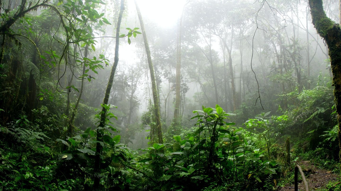 Vihmamets Colombias. Pilt on illustreeriv.