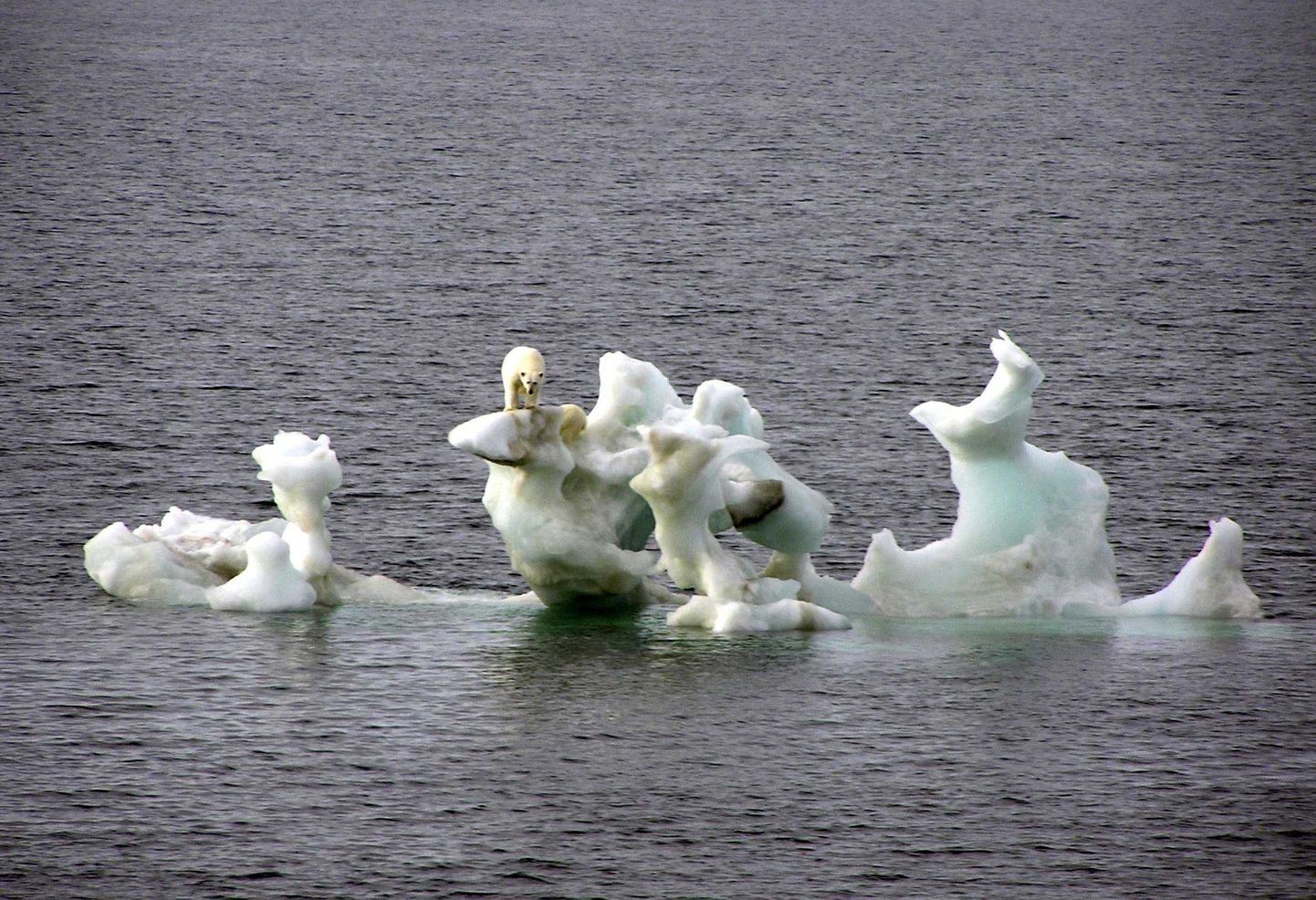 Jääkaru seilas Gröönimaalt Islandile