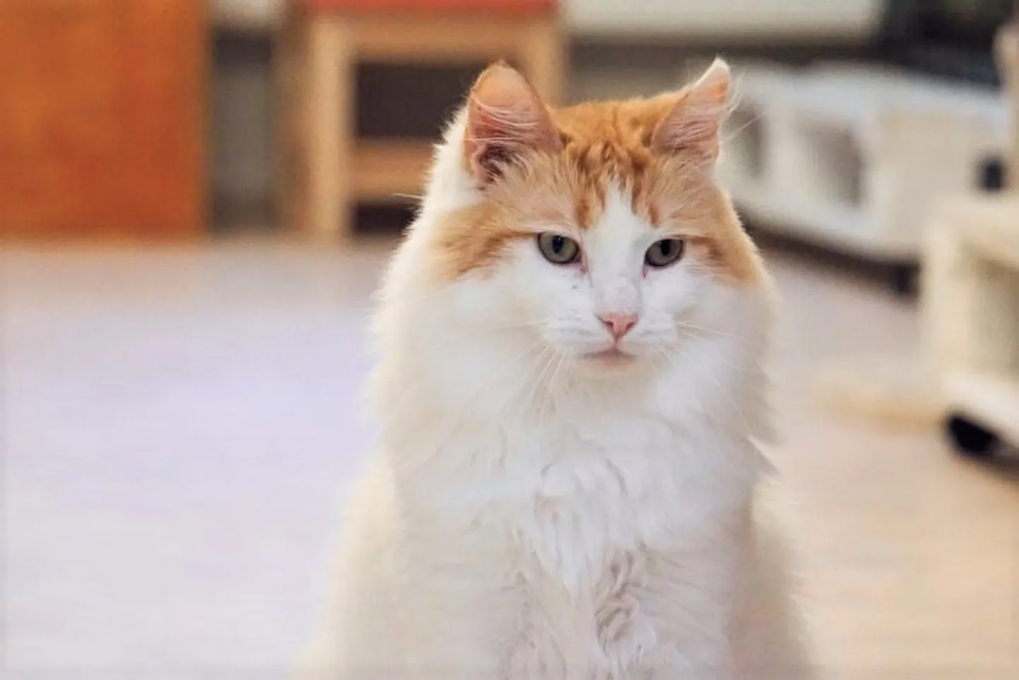 Klaus.