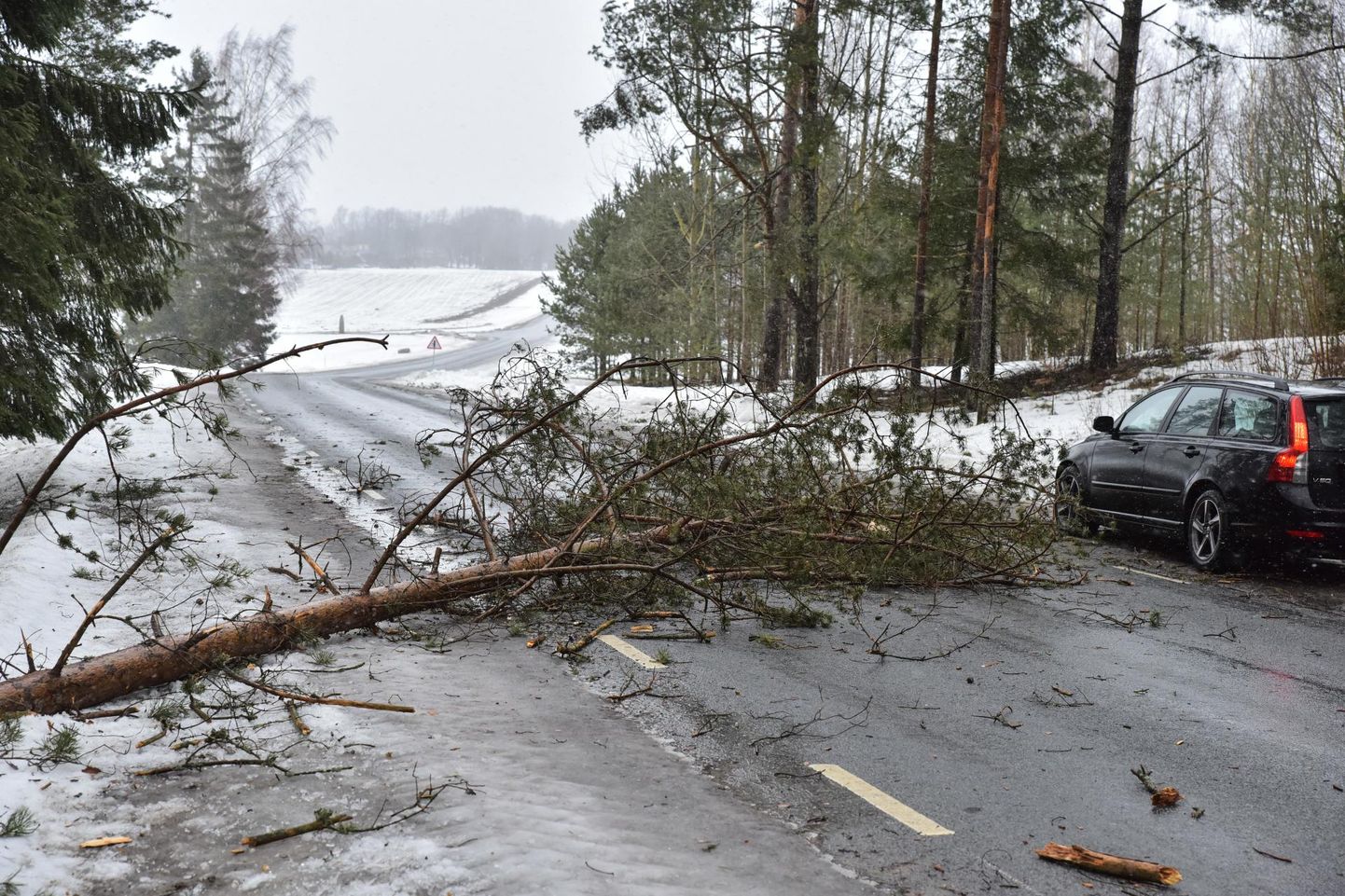 Torm on langetanud puid mitmel pool Eestis, ka Viljandimaal.