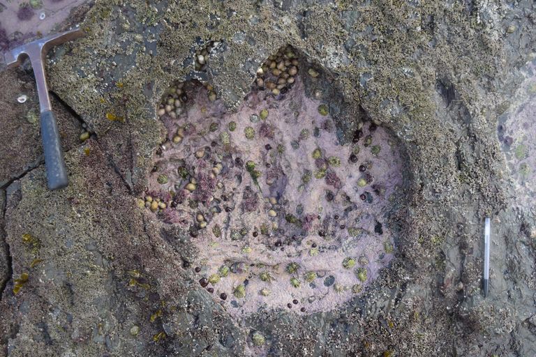 Skye saarelt leitud sauropoodi jälg