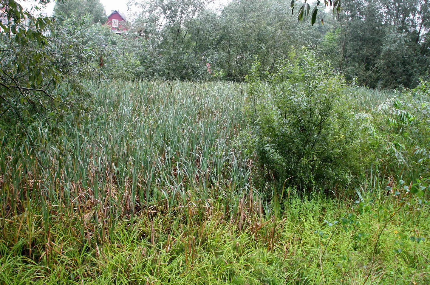 Kinnikasvanud Peetrituru tiik.