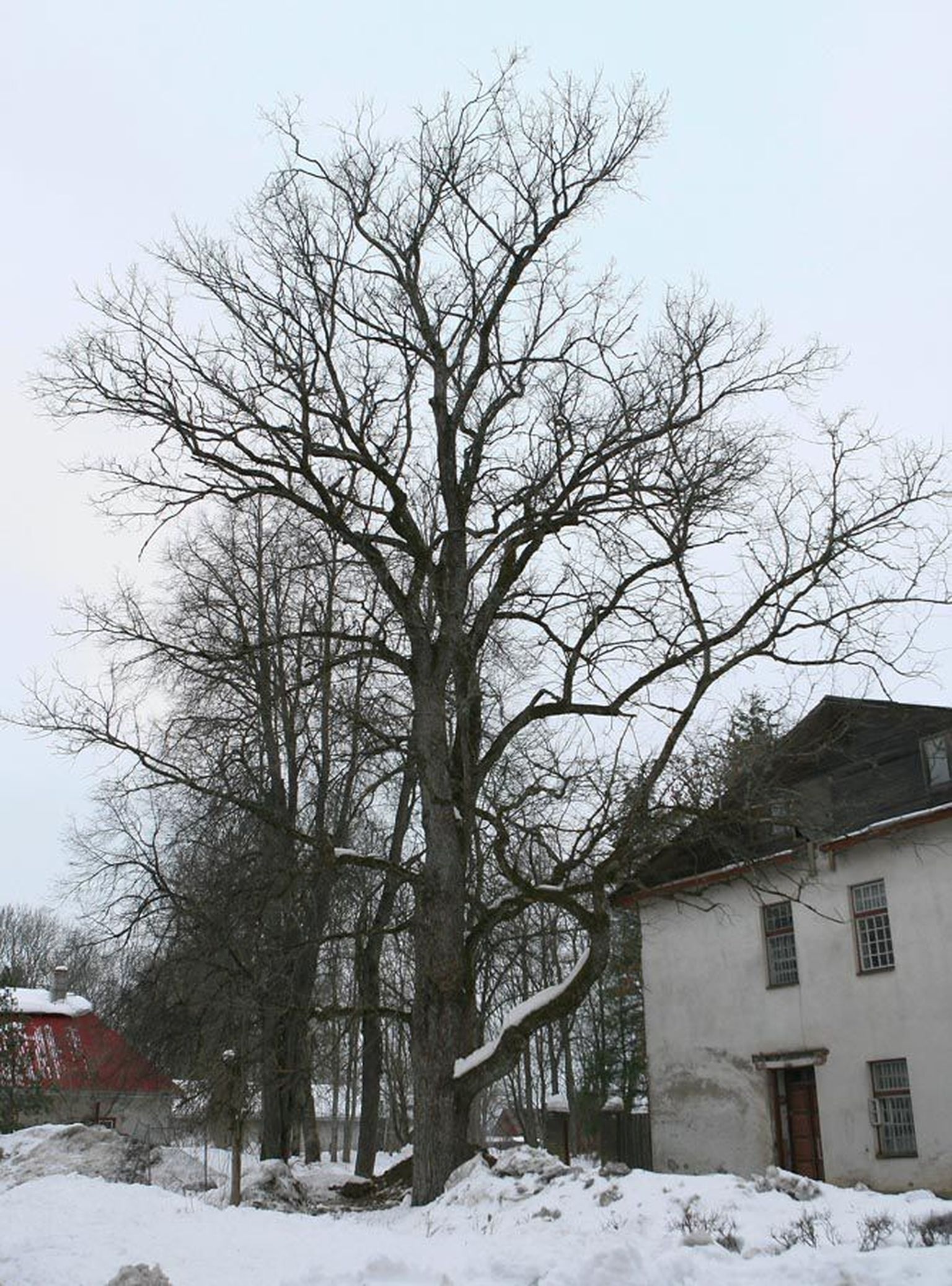 Künnapuu on jäänud Eesti metsades veel haruldasemaks kui teine meie looduslik jalakaliik, harilik jalakas. Parkides kohtab võimsa võraga puid siiski päris sageli. Pildil olev künnapuu kasvab Jämejala pargis.