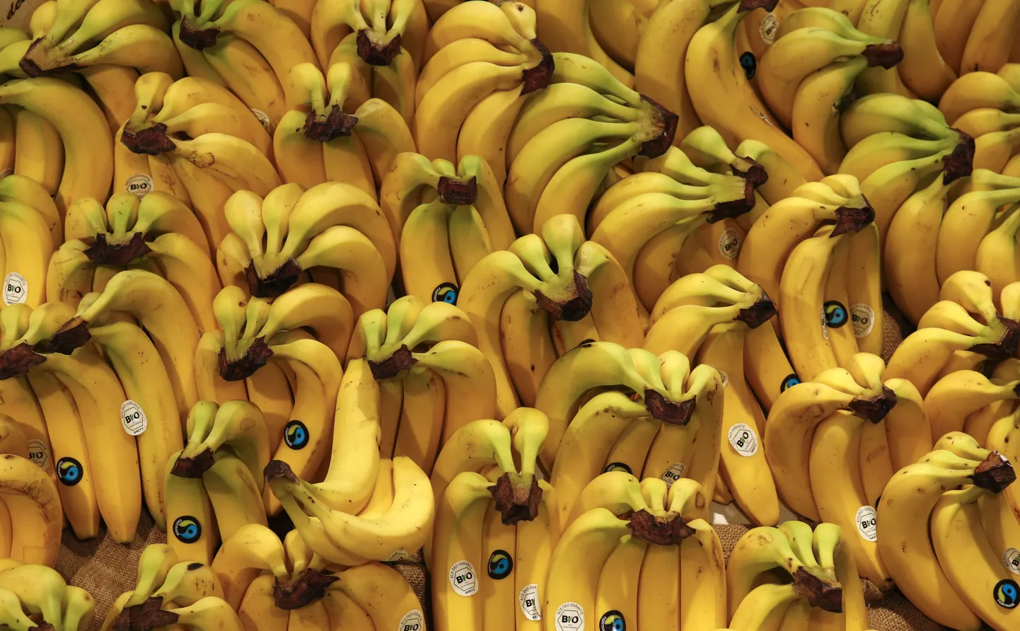 Banaanid.