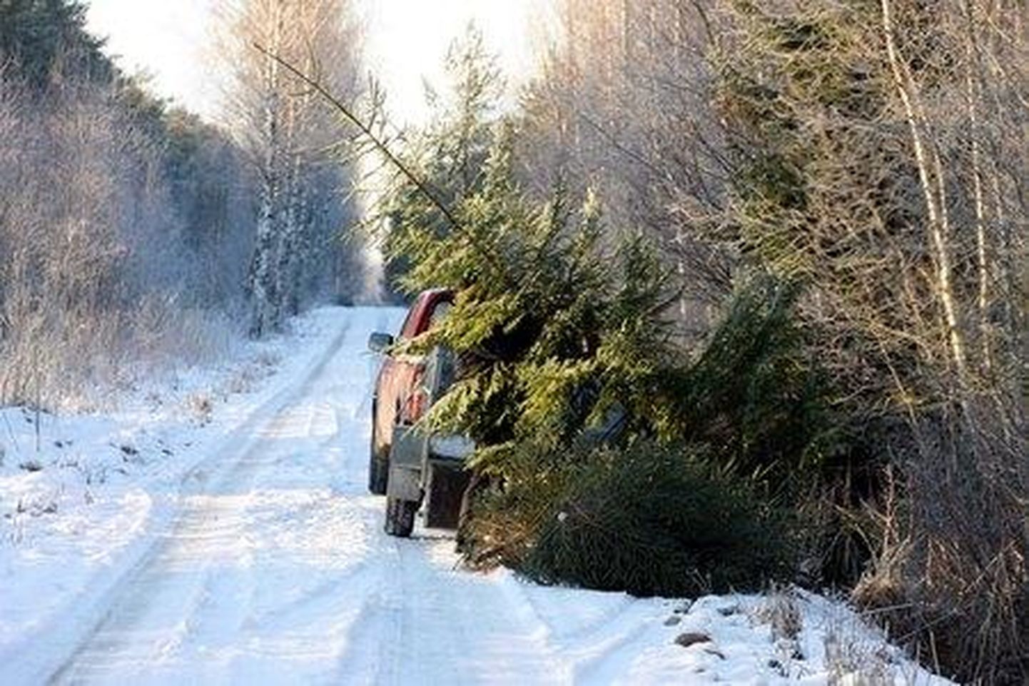 Riigi maalt on lubatud jõulupuud otsimas ja ostmas käia detsembris 2008. aastast.