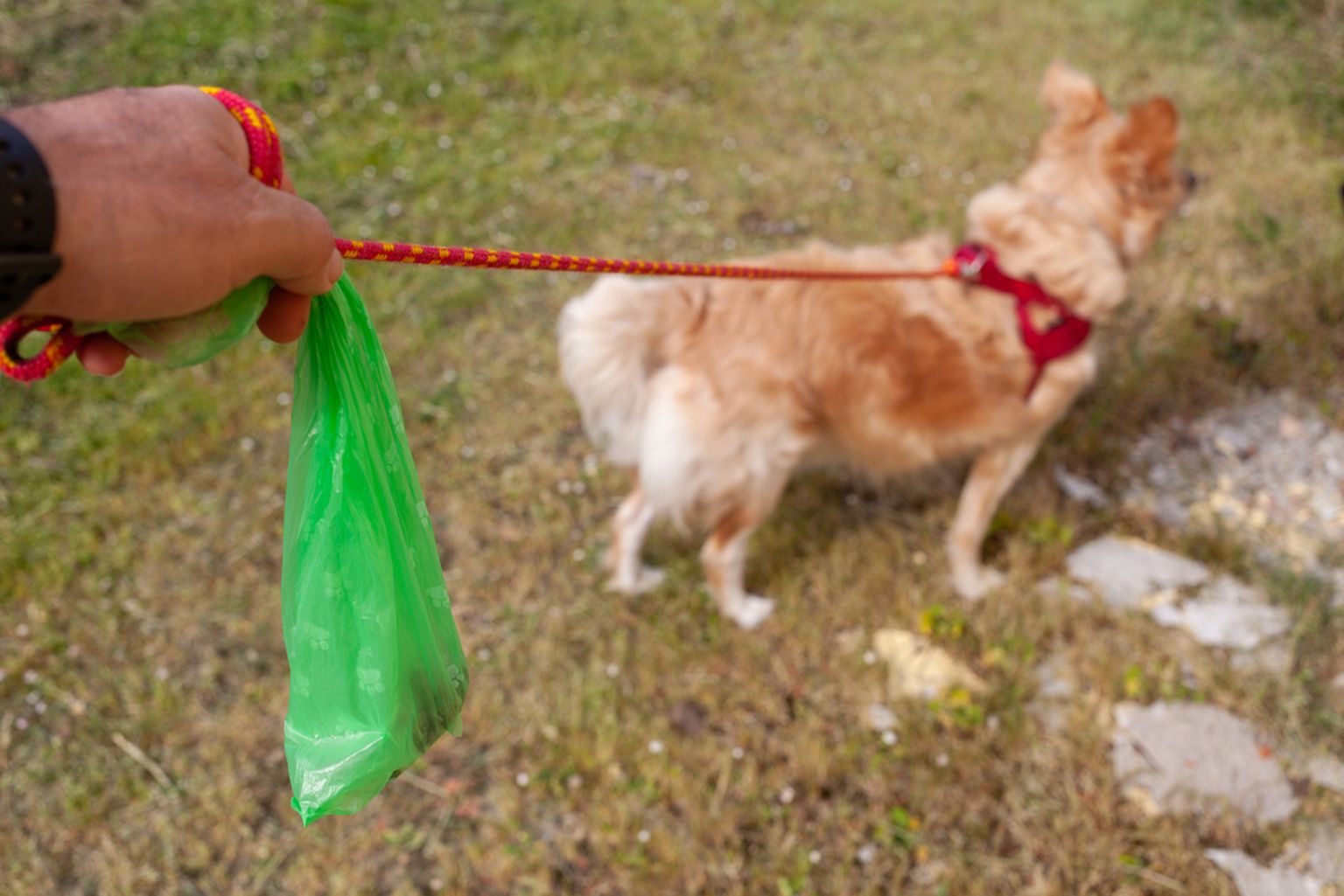 Maas vedelevad koerte väljaheited võivad olla teistele loomadele suureks terviseriskiks