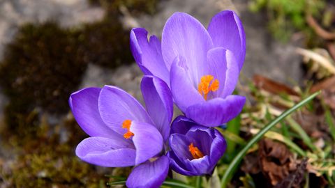 Otrdien vietām gaidāms lietus