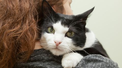 Miks kass sulle oma tagumikku näkku topib?