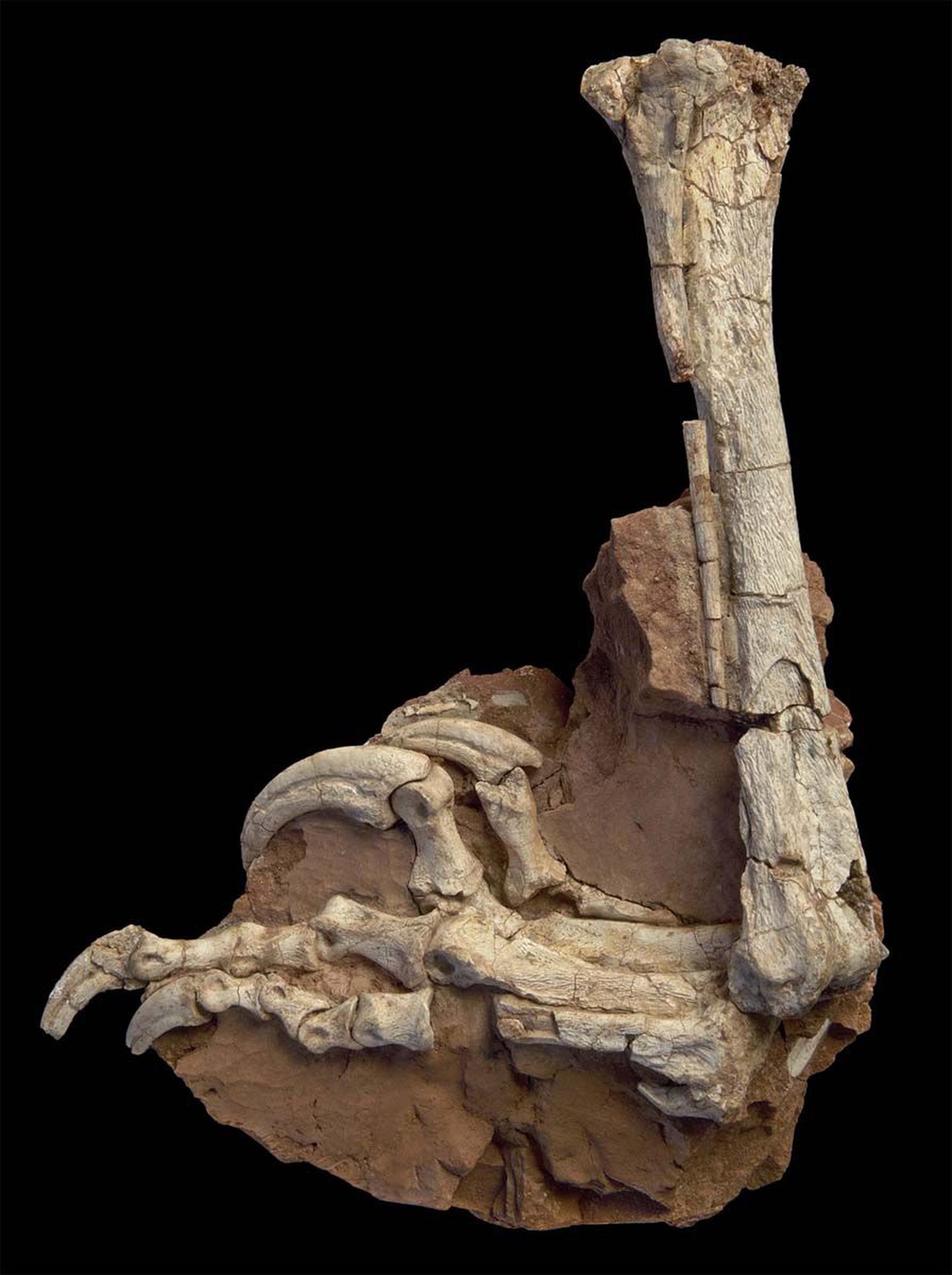 Balaur bondoc´i fossiliseerunud tagajäse
