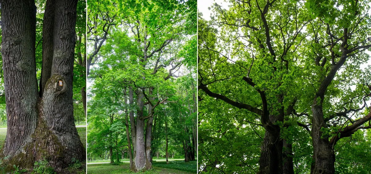Harilik tamm Kadrioru pargis Tammesalus. Ümbermõõt 637 cm.