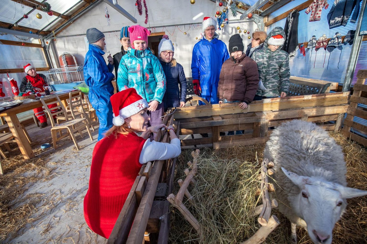 Detsembris avati Porkuni koolis neljandat korda päkapikukool, kus lapsed said osaleda omal valikul kolmes töötoas. Vaieldamatu lemmik oli see, kus viibis lammas Pille.