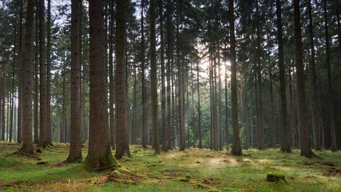 Saeima noraida ZZS priekšlikumu samazināt galvenās cirtes vecumu virknei koku sugu