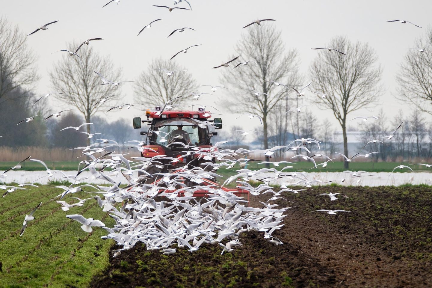 Kevadiste mullatööde ajal nopivad traktori järel lendavad kajakad ära kõik mullapinnale pööratud vihmaussid. Nende kohalolu näitab, et vähemasti on mullas elu.