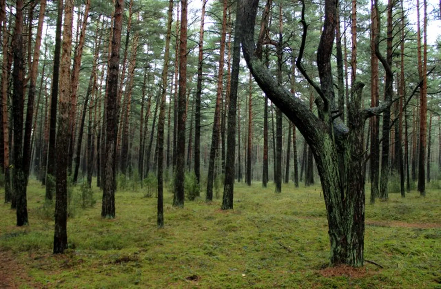 Raksta foto