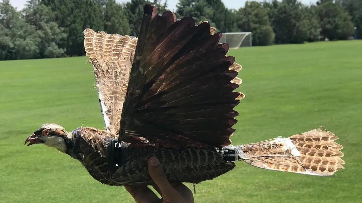 Teadlased ehitasid linnutopise sarnase drooni, mis lendab märkamatult lindude ja inimeste keskel.