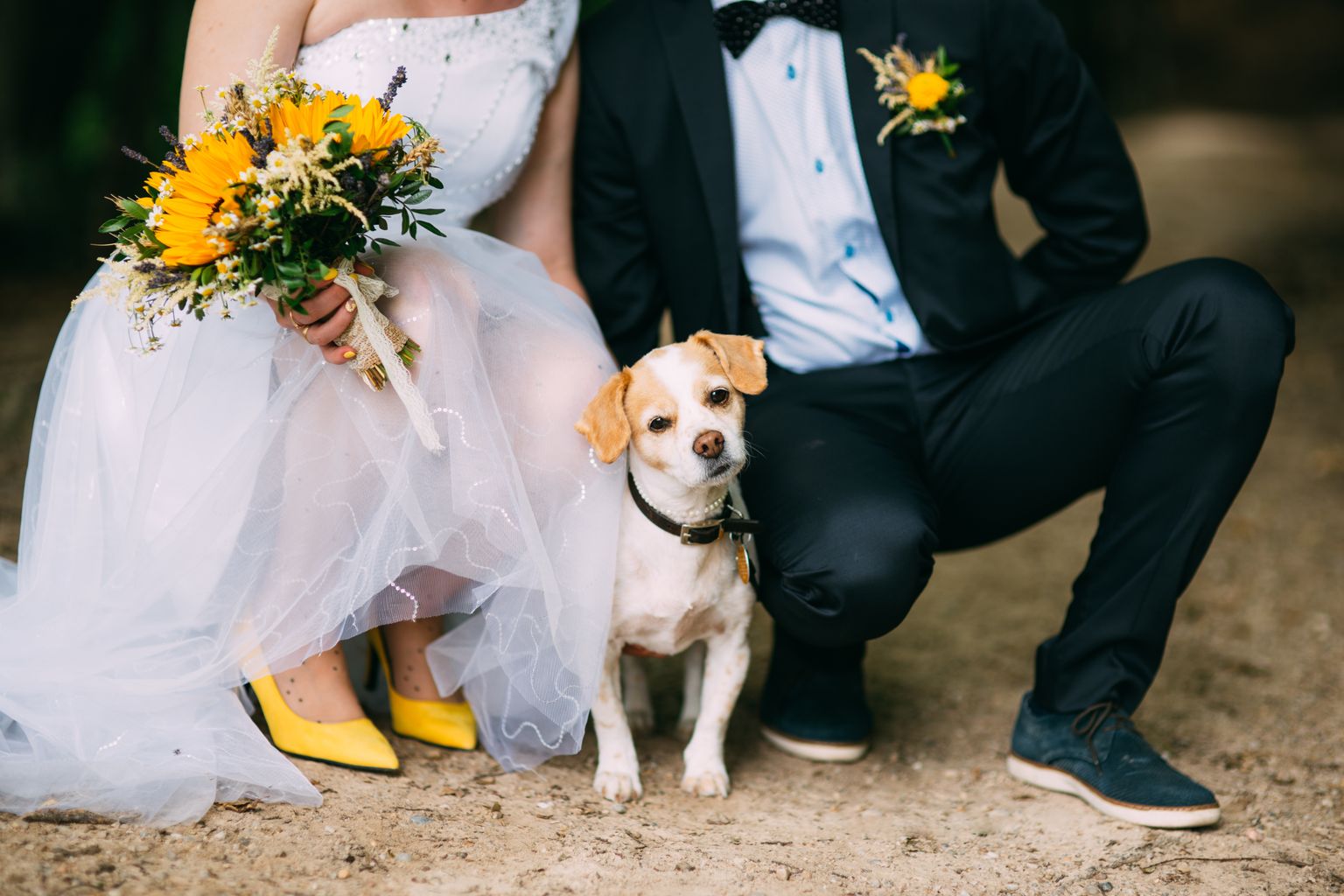 Бездомный пес пришел на свадьбу. Иллюстративное фото