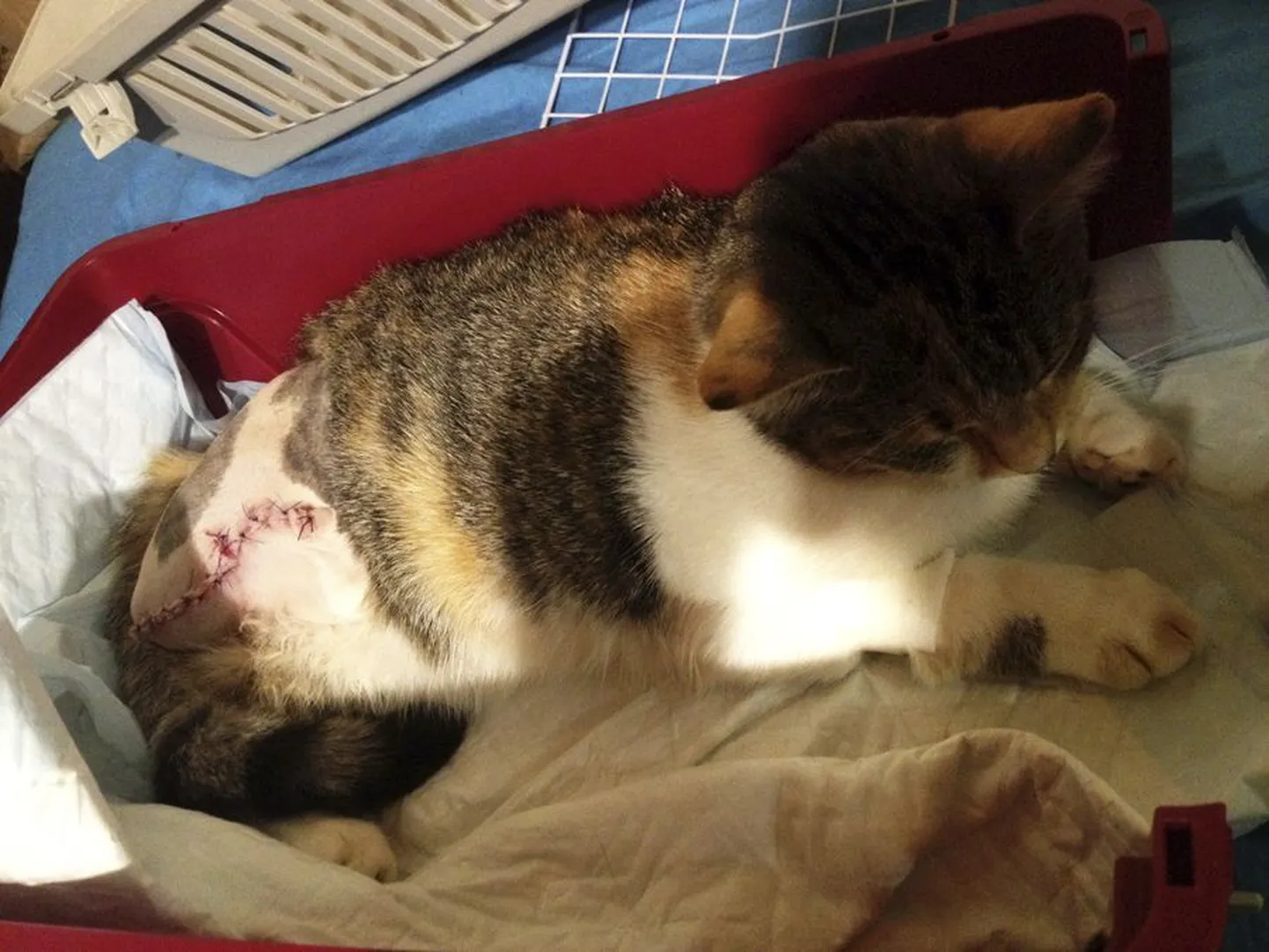 Kass Murr naasis koju lombakana. Tema tagumine käpp oli nii arsti kui jahimeeste hinnangul jäänud taldrikraua vahele ja tuli amputeerida.