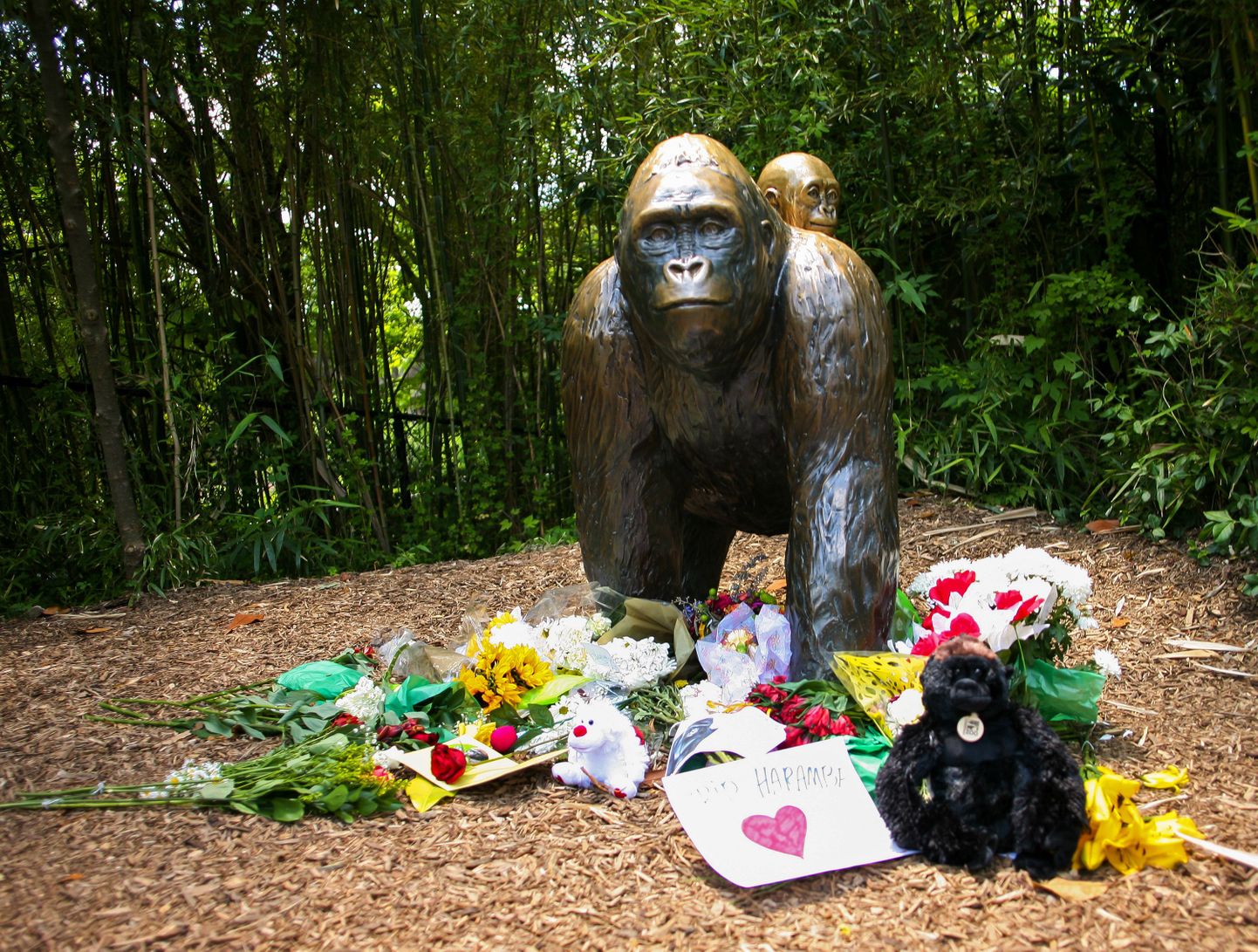 Cincinnati loomaaeda on gorillade kuju juurde toodud Harambe mälestuseks lilli.