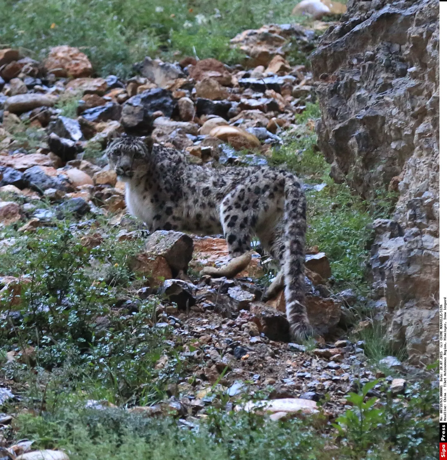 Lumeleopard