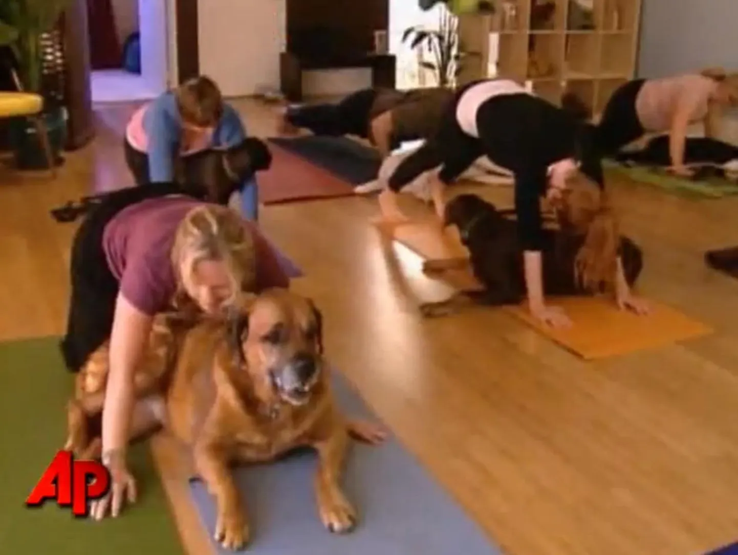 Doga