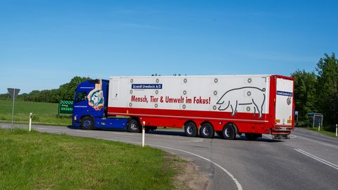 Taanist pärit prouad puhuvad Ekseko seakasvatusele taas hoo sisse
