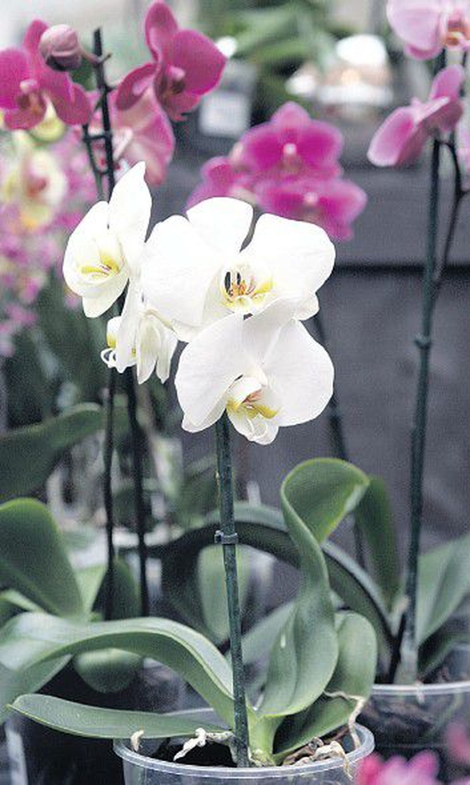 Королевские орхидеи: