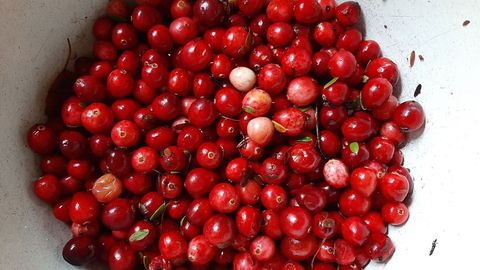 No kā sastāv latvieša DNS?