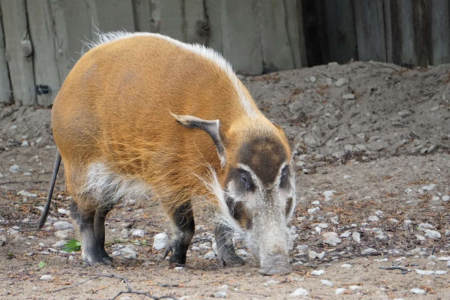 Jõesiga Pamelo