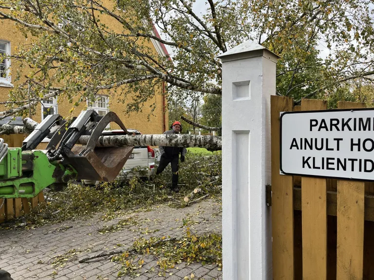 Puu kukkus autole peale.