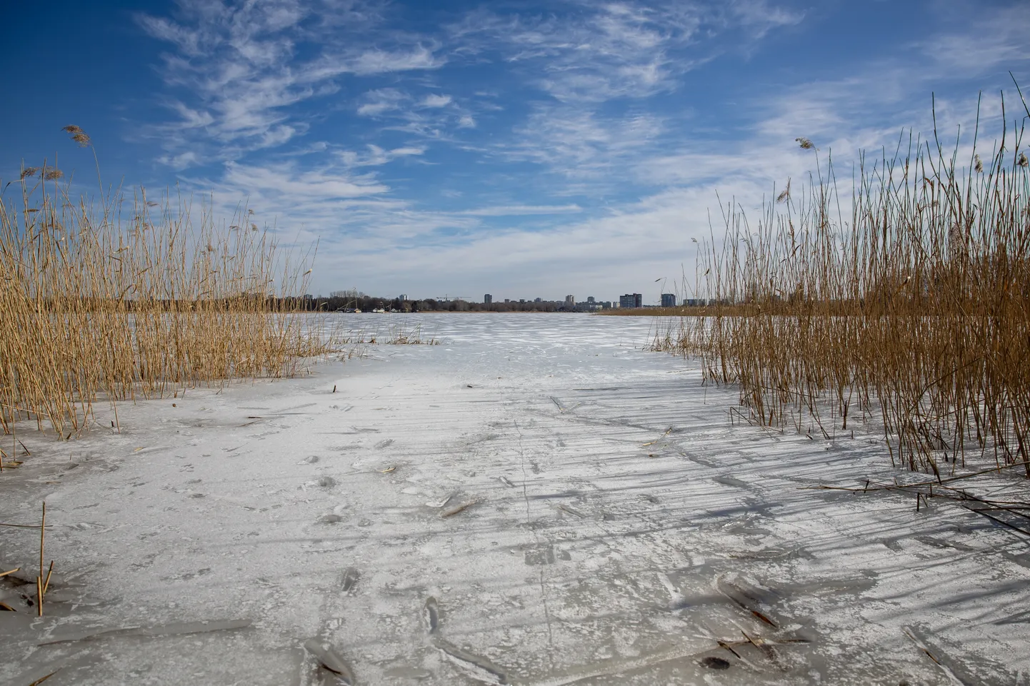 Harku järv talvisel ajal. Foto on illustreeriv.