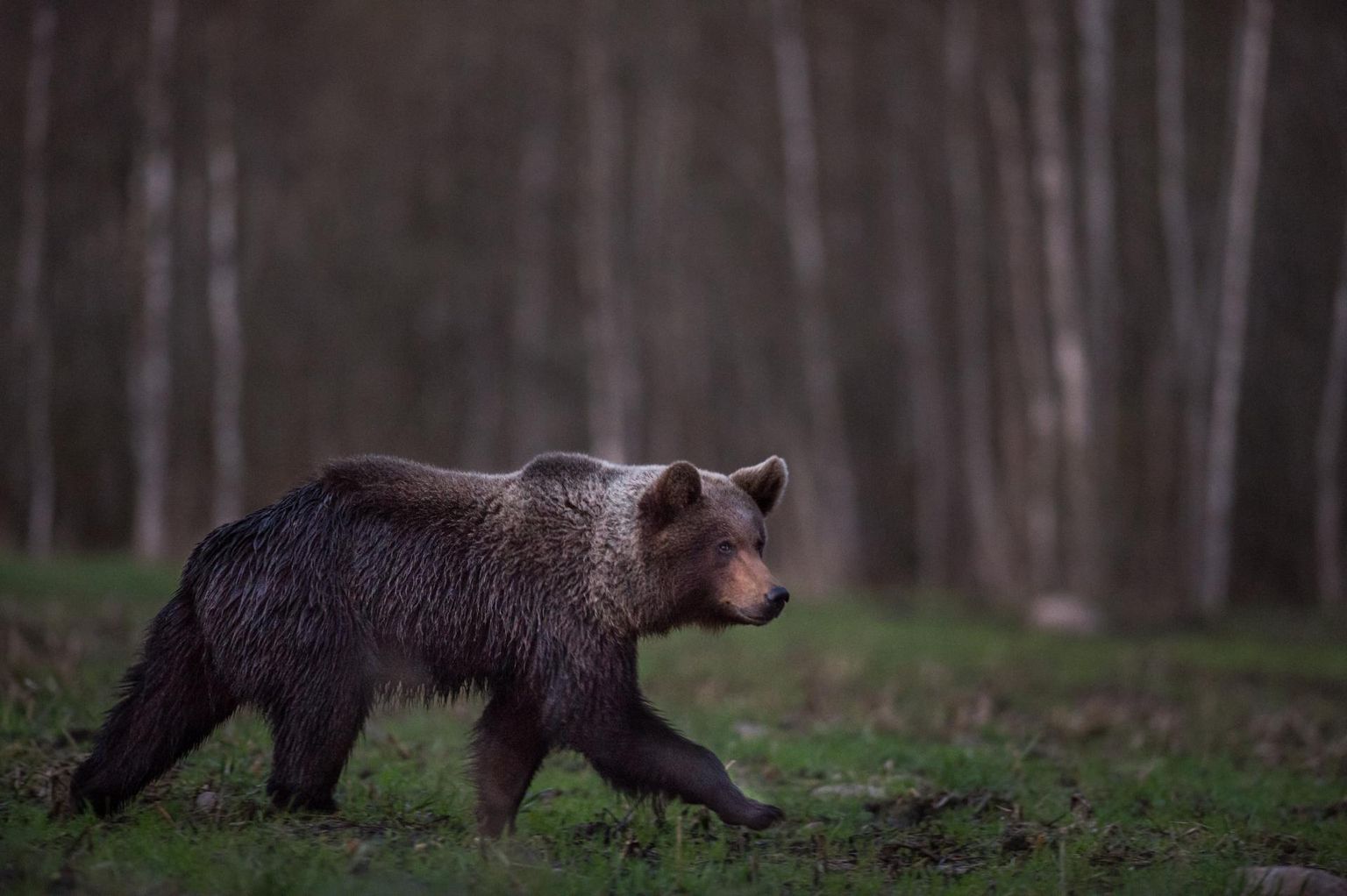Hobifotograaf Tarmo Samblal oli võimalus pildistada ühes Lääne-Virumaa metsas karu umbes kuue meetri kauguselt.