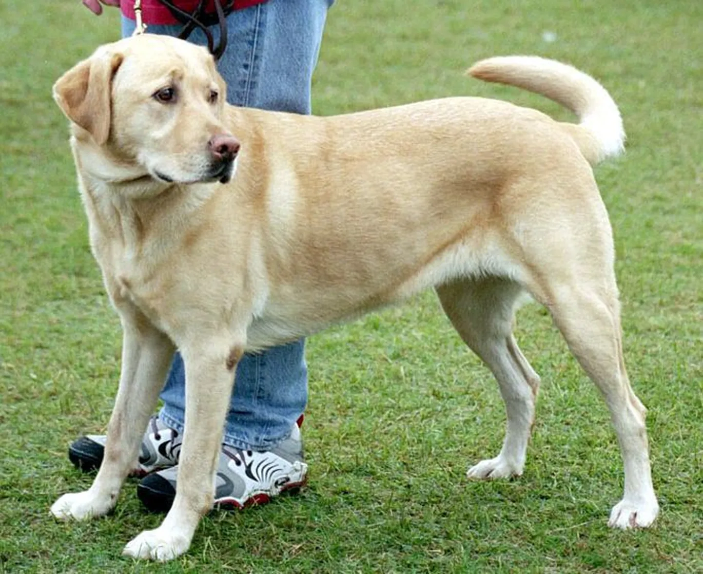 Labradori retriiver