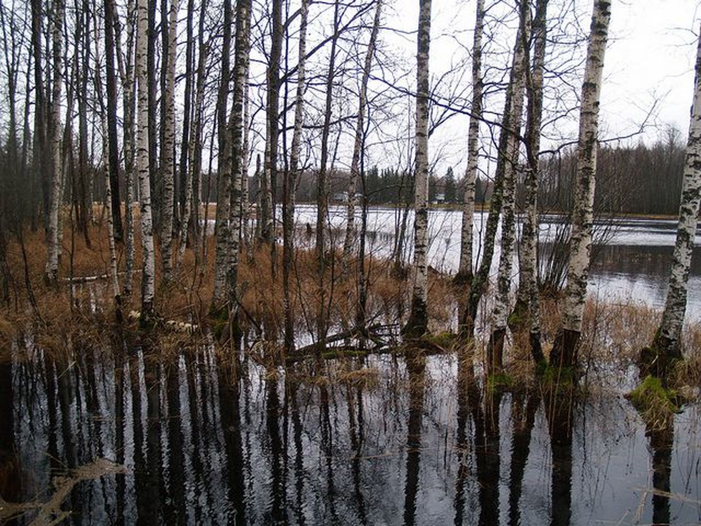 Vesi on Soomaal mõnel pool jõgedest välja tõusnud ja metsa alla tunginud.
