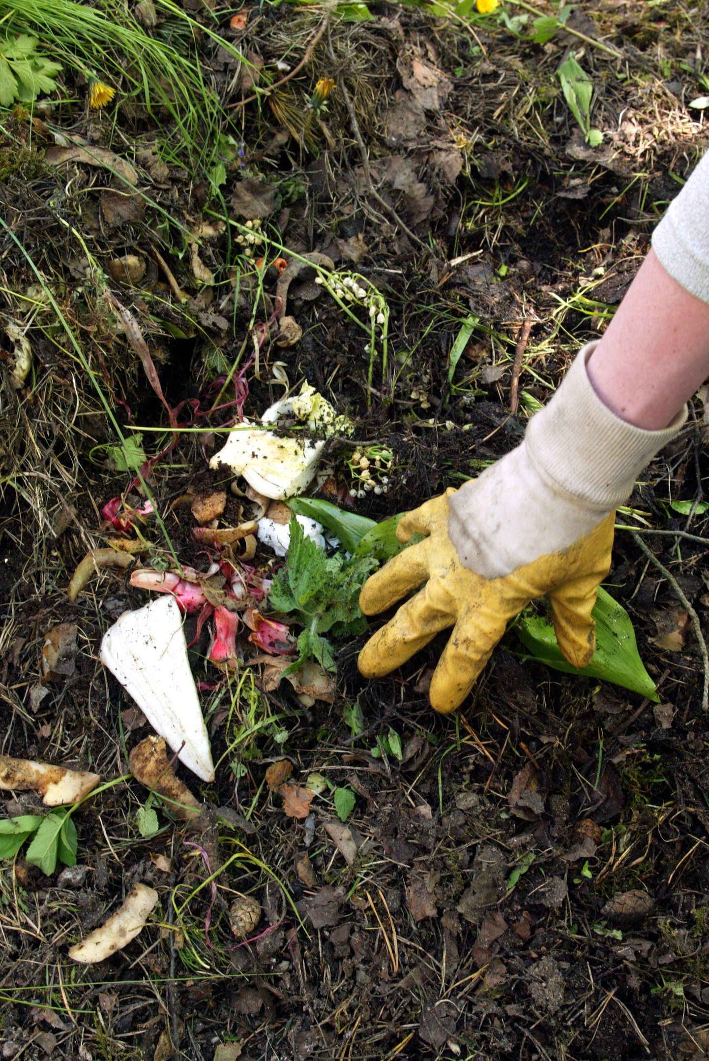 Eriti just sügiseste aiatööde käigus koguneb kõike seda, mis hästi kompostihunnikusse sobib.