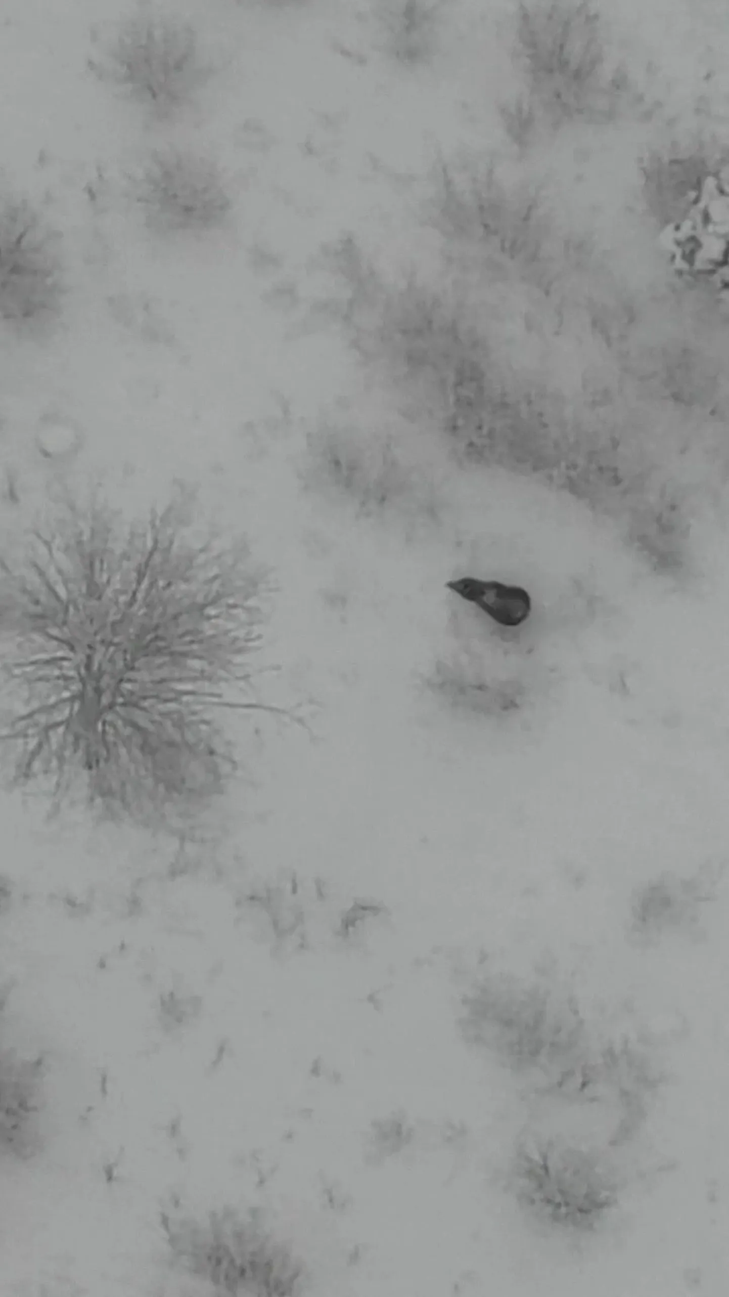 231211_jaan_flash_karu_CvoLSqno.mp4