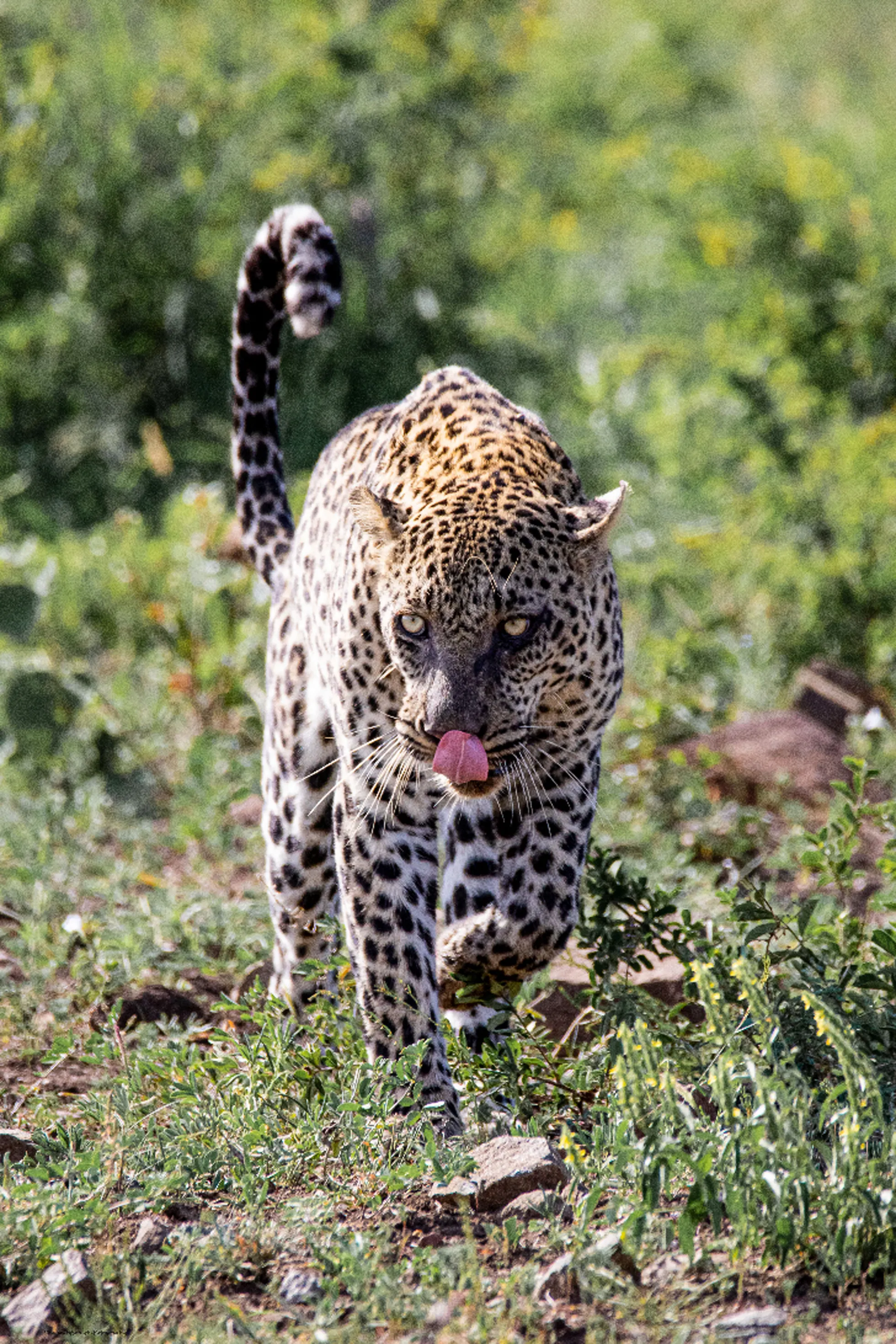 Näljane leopard.