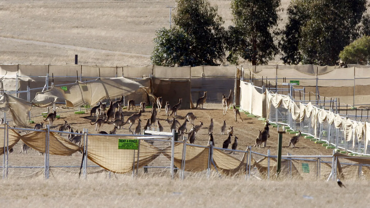 Canberra lähistele endisesse sõjaväeossa kogutud kängurud