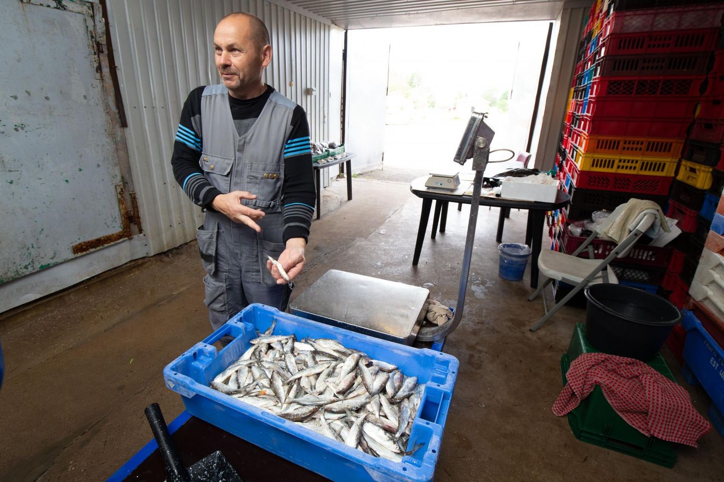 Kolkja sadamas rääbist müüv Anatoli Filippov õpetab, et värske kala tunneb ära selle järgi, et see on ilus sirge ega vaju käes hoides lömmi.