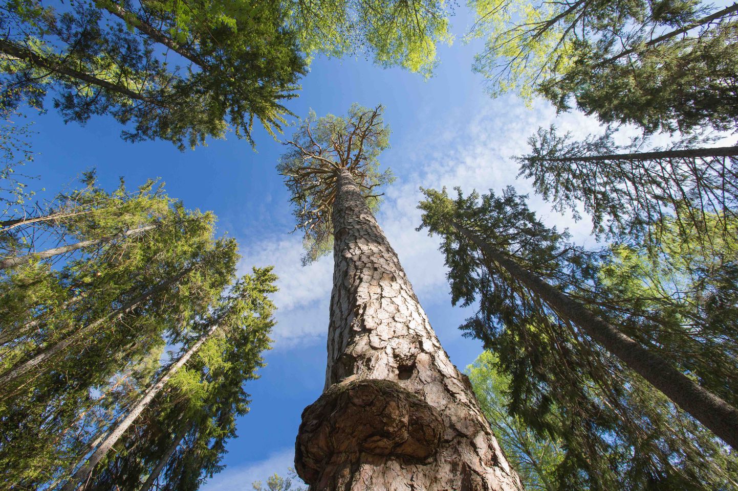 Praegu umbes 380-aastane Kuningamänd on teadaolevalt mahult Eesti suurim puu.