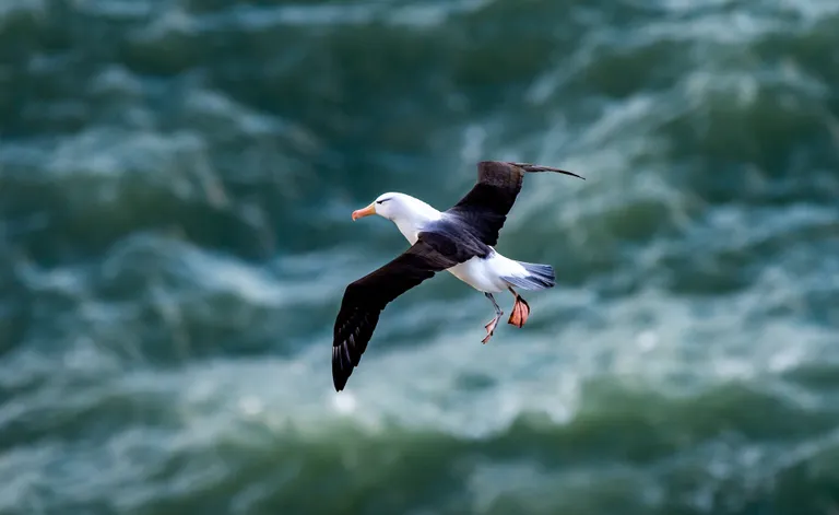 Albatross. Pilt on illustreeriv.