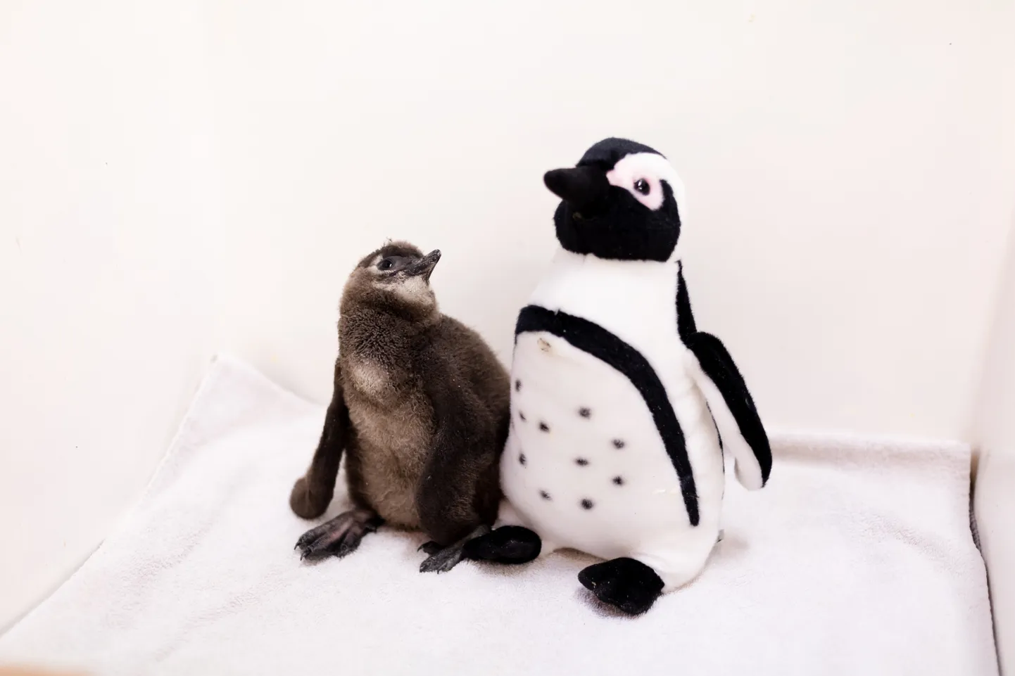 Pingviinipojale mängitakse lindistusi, et ta rääkima õpiks
