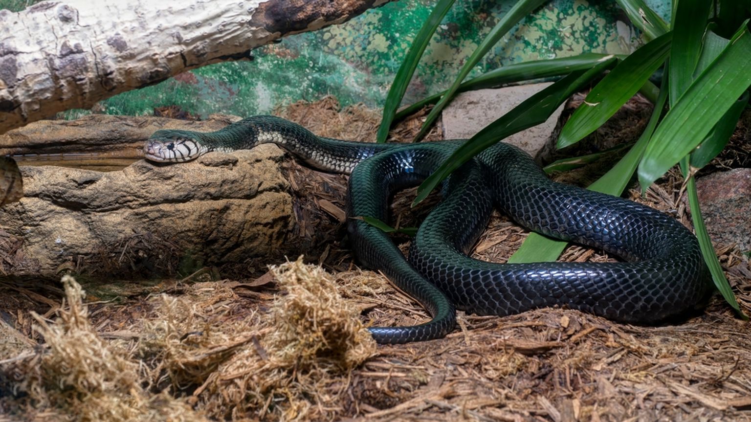 Must kobra terraariumis. Foto on illustratiivne