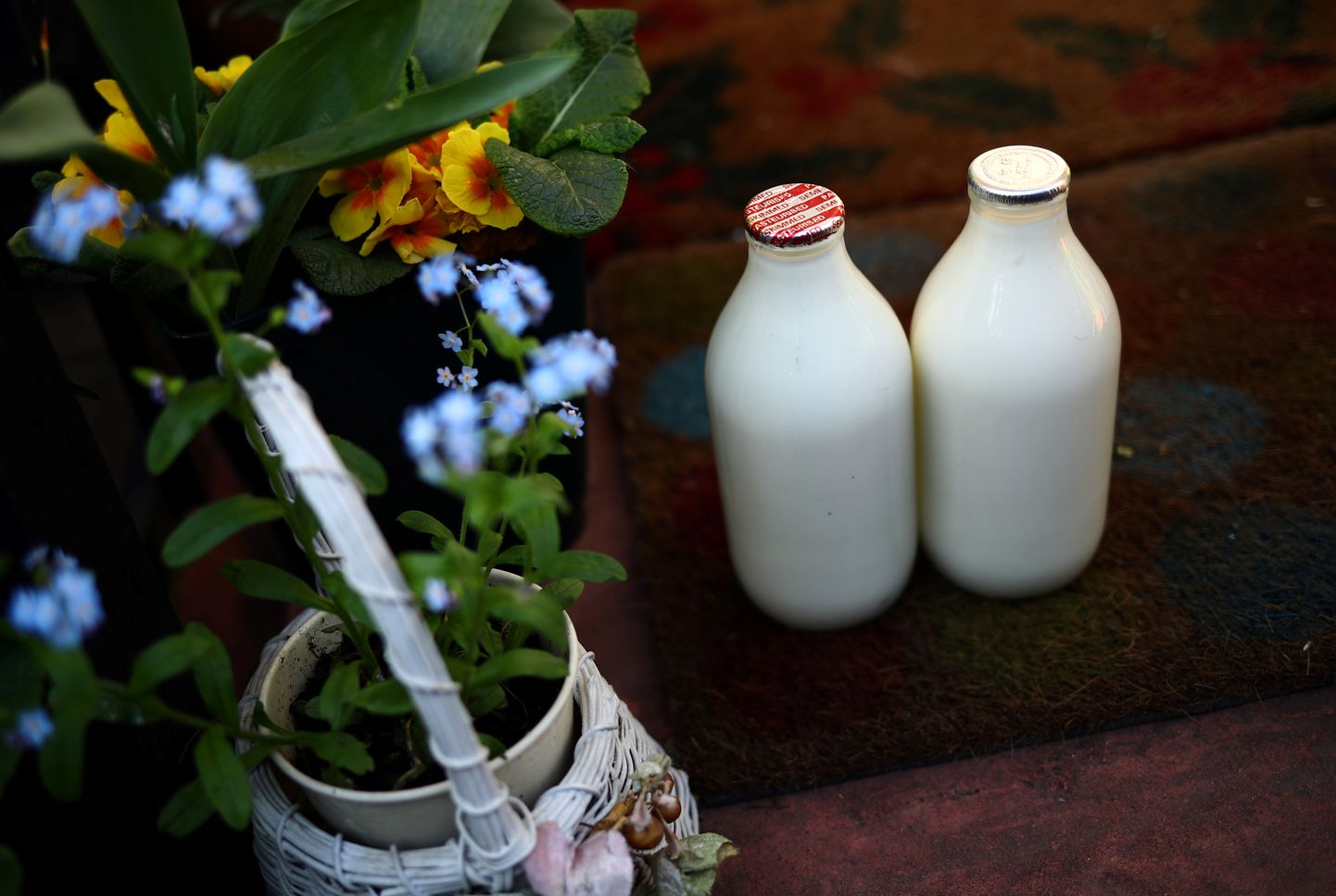 Jahedas kliimas vajasid inimesed rohkem piimas sisalduvat D-vitamiiini ja piimarasva, mistõttu sai piimatootmine olulisemaks just Põhja-Euroopas.