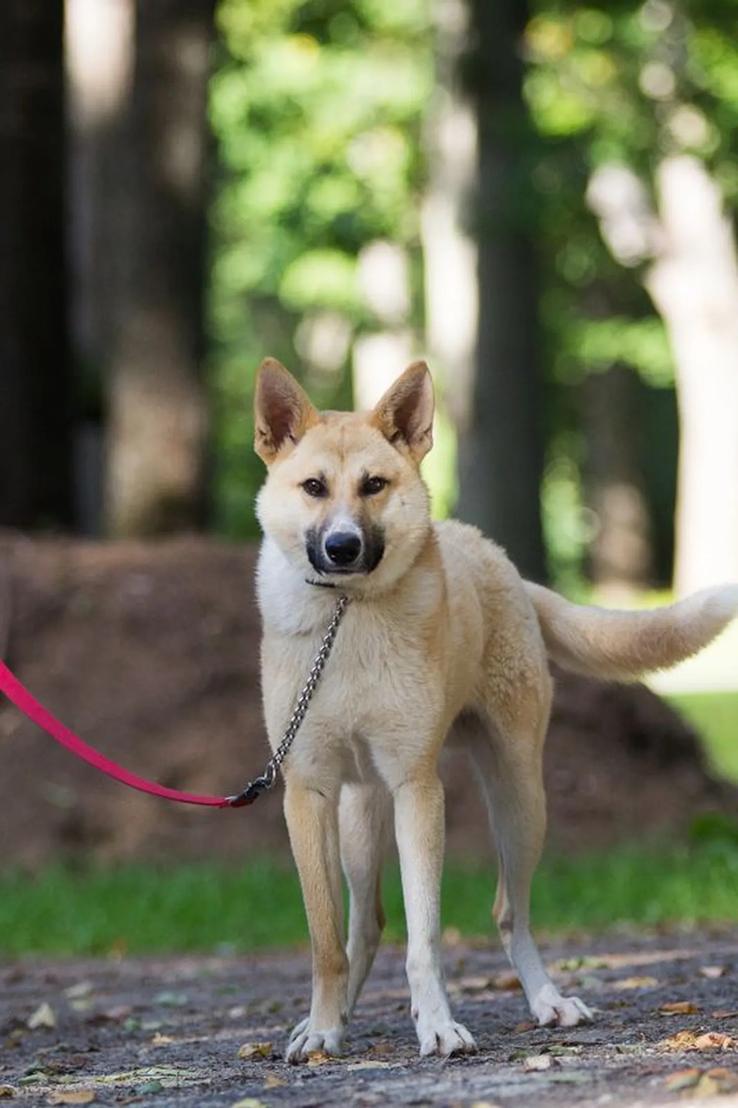 Feliks