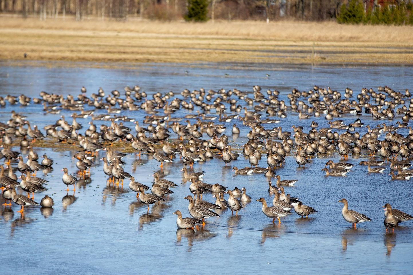 Ornitoloogiaühing teeb sel aastal hanede seiret ja kutsub vabatahtlikke linnutundjaid osalema hanede loendamisel aprillis ja mais kõikjal Eestis.