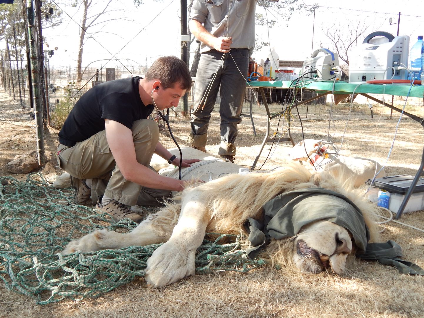 Eesti Maaülikooli doktorant Aleksandr Semjonov viis uuringu läbi Lõuna-Aafrika Vabariigis tehistingimustes peetavatel loomadel.