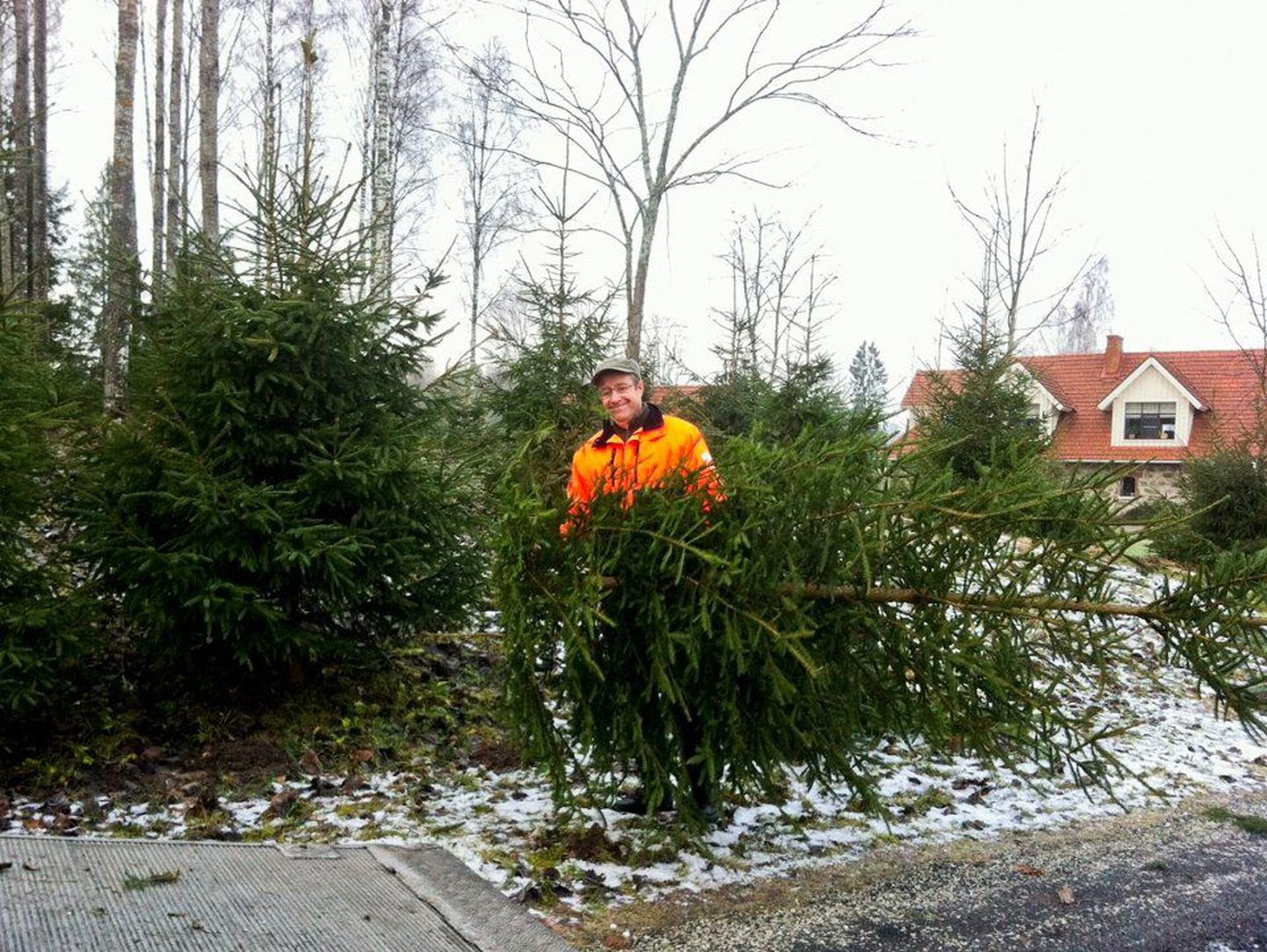 President Toomas Hendrik Ilves langetas eile Ärma talus jõulukuuski.